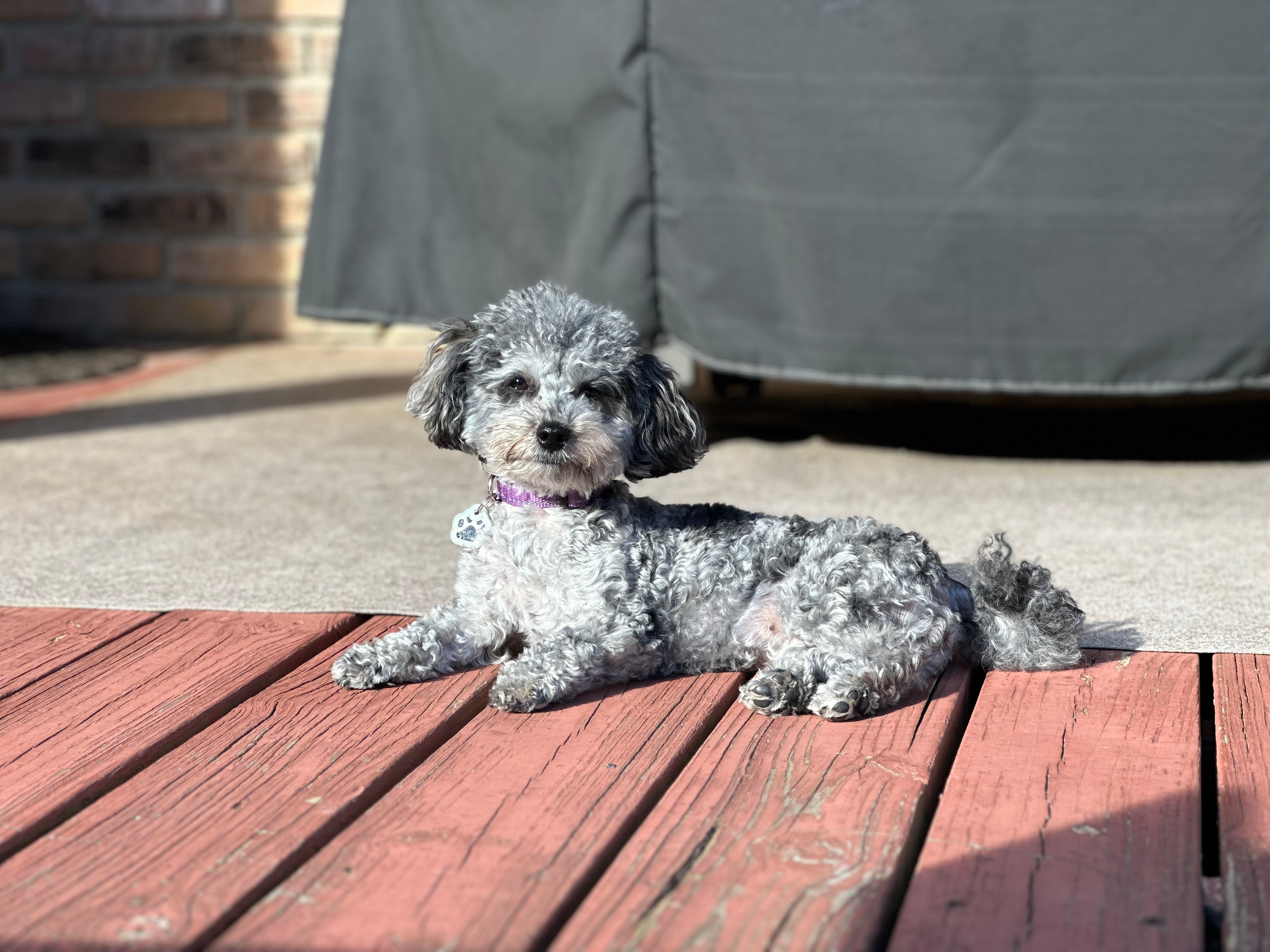 Maltipoo Puppy for Adoption