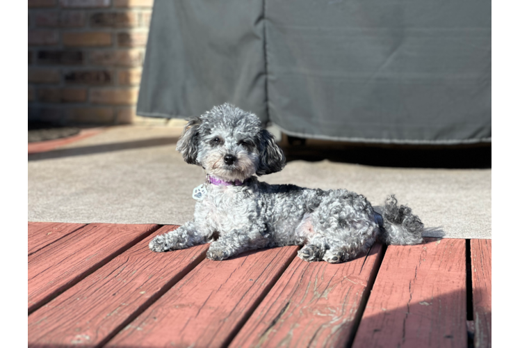 Maltipoo Puppy for Adoption