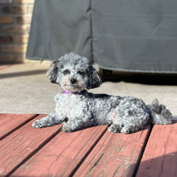 Happy Maltipoo Pup