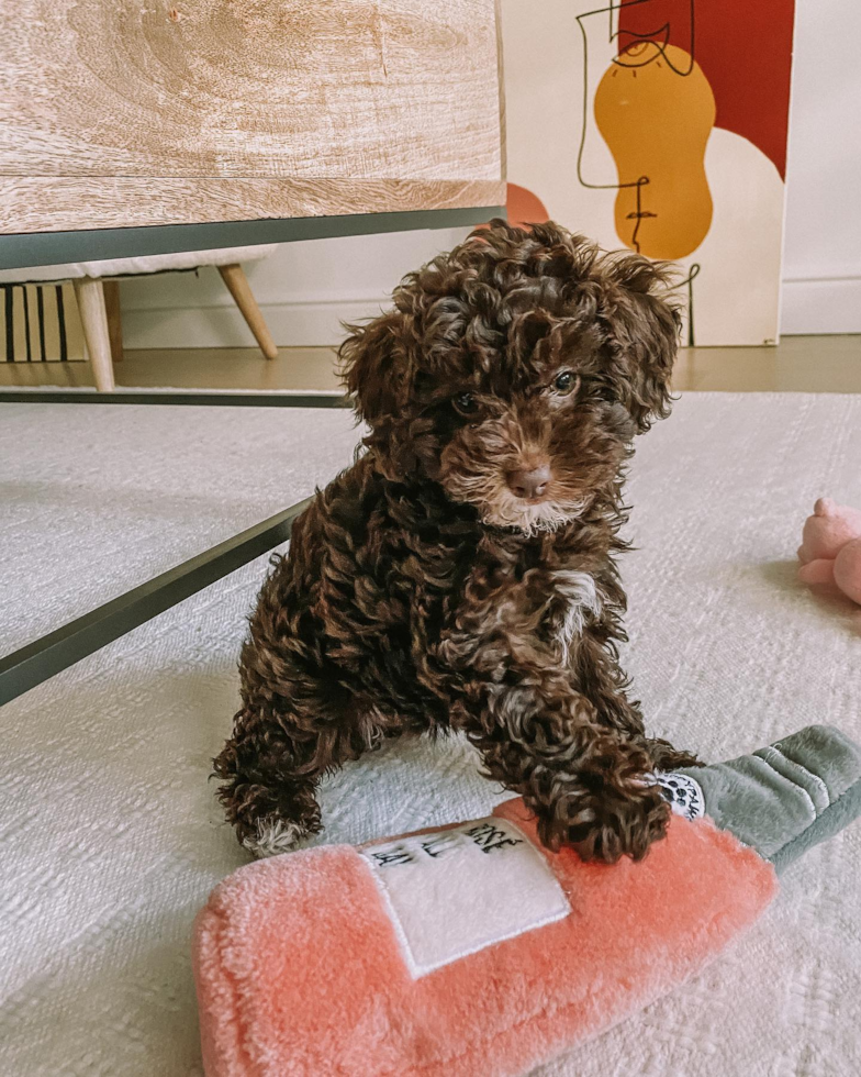 Playful Poodle Purebred Pup