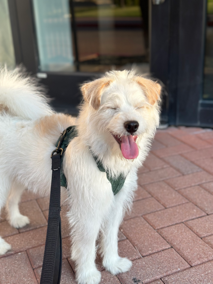 Energetic Mini Pomskydoodle Poodle Mix Pup