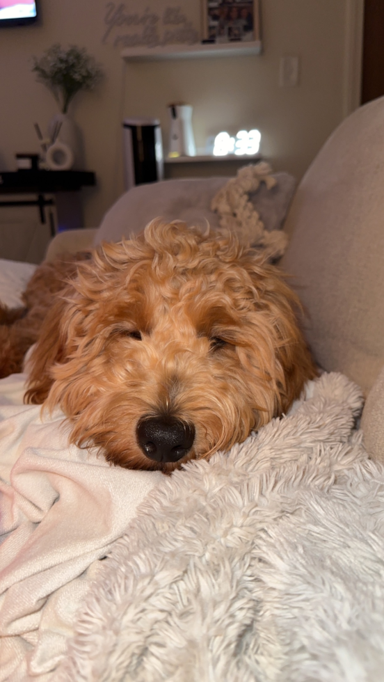 Small Mini Goldendoodle Pup