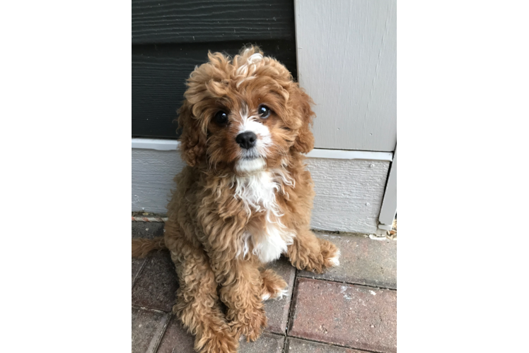 Cavapoo Puppy for Adoption