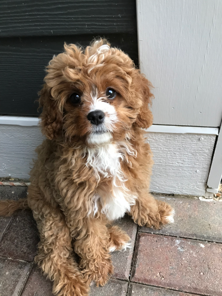 Dublin Cavapoo Pup