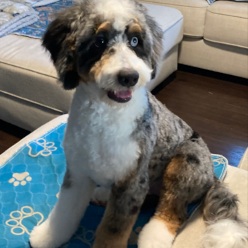 Cute Mini Bernedoodle Pup