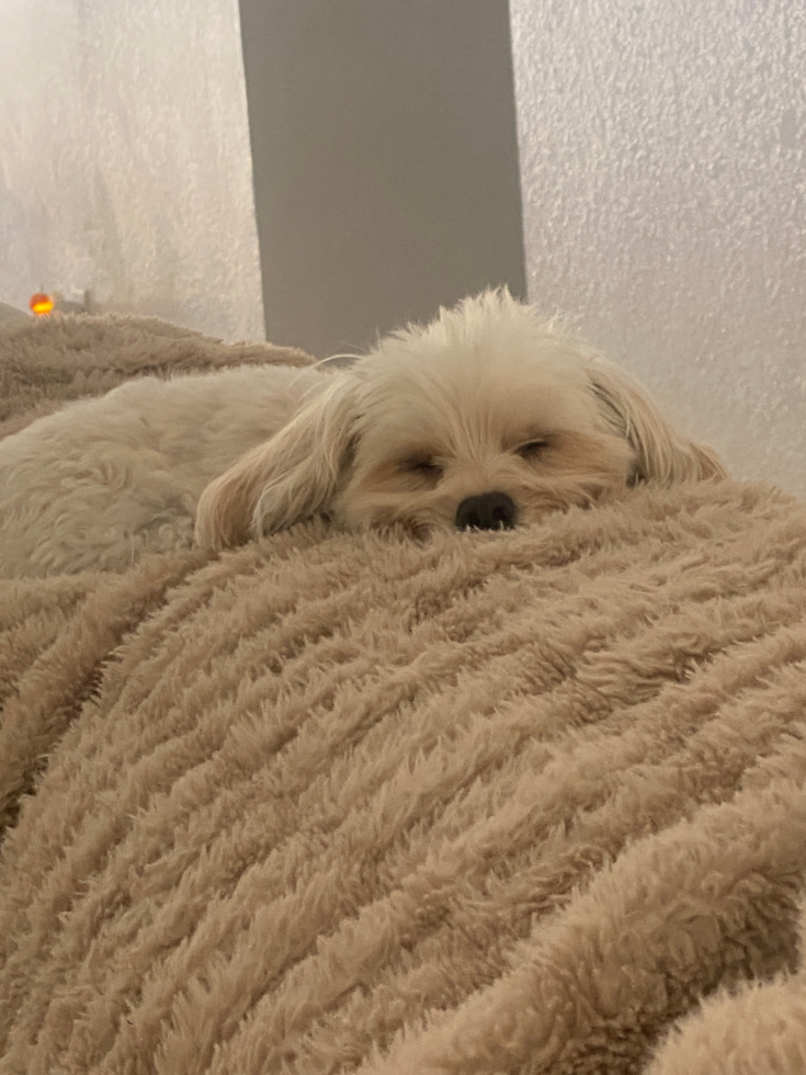 Happy Maltipoo Pup