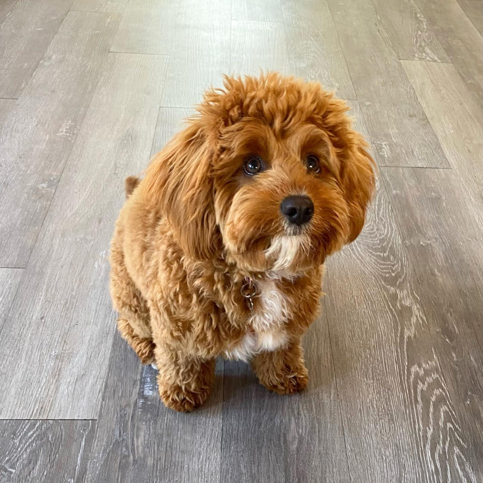 Cute Cavapoo Pup in San Diego CA