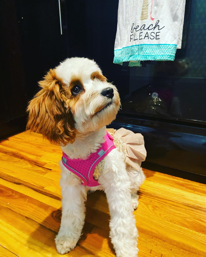 Lanham Cavapoo Pup