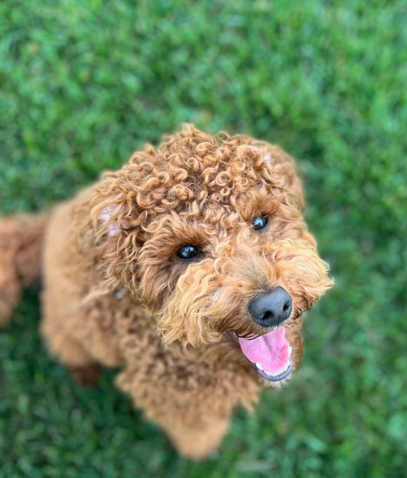 Funny Mini Goldendoodle Poodle Mix Pup