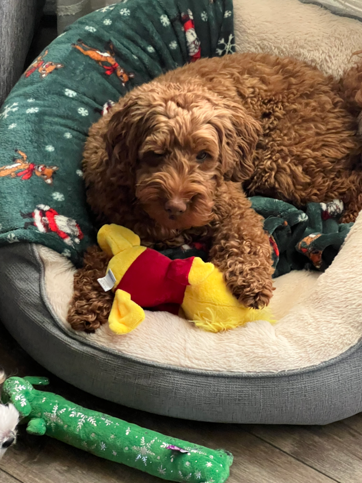 Friendly Mini Goldendoodle Pup