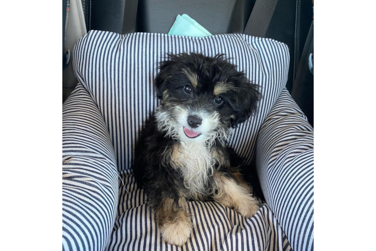 Mini Aussiedoodle Puppy for Adoption