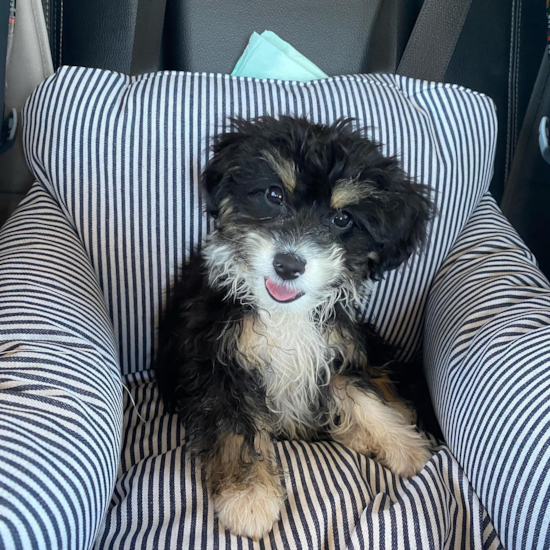 Playful Aussiepoo Poodle Mix Pup