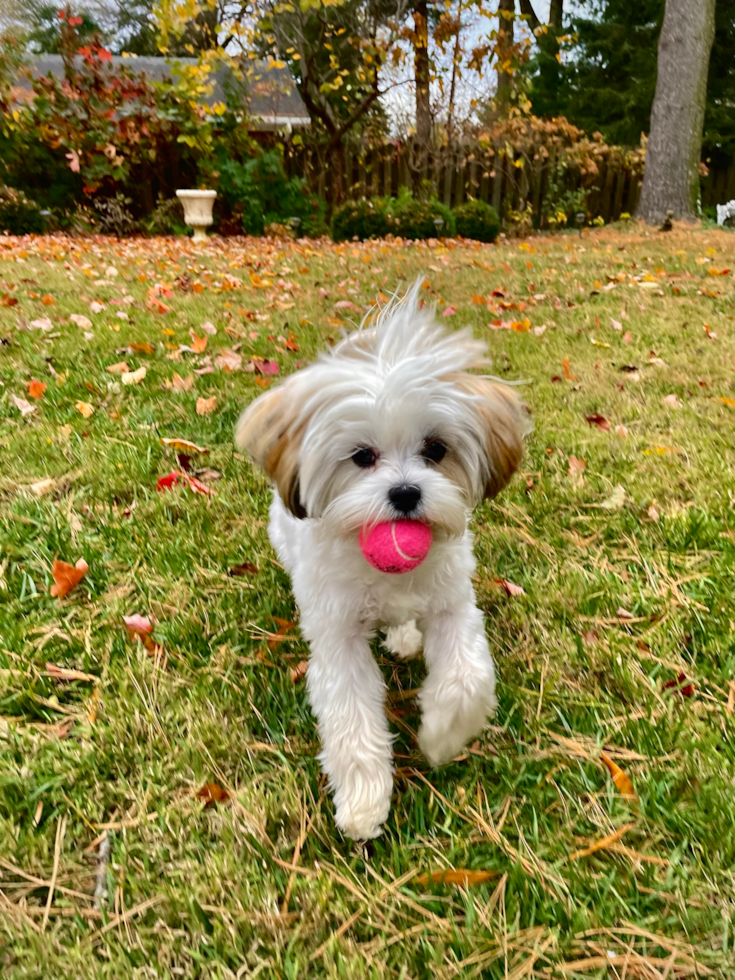 Teddy Bear Being Cute