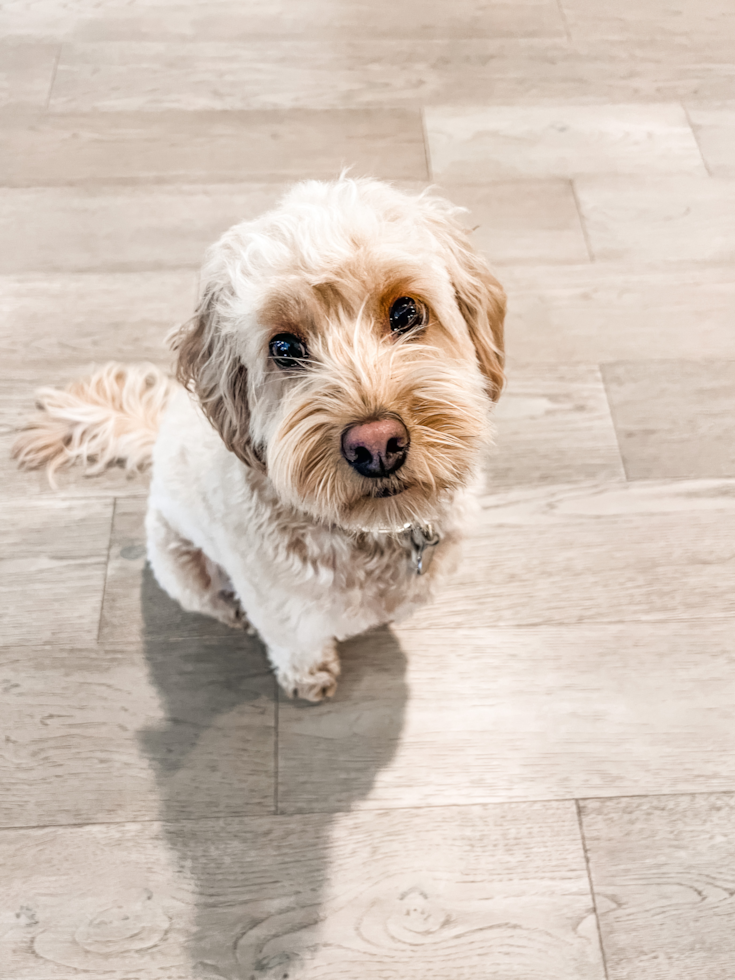 Happy Cavapoo Pup in Sammamish WA