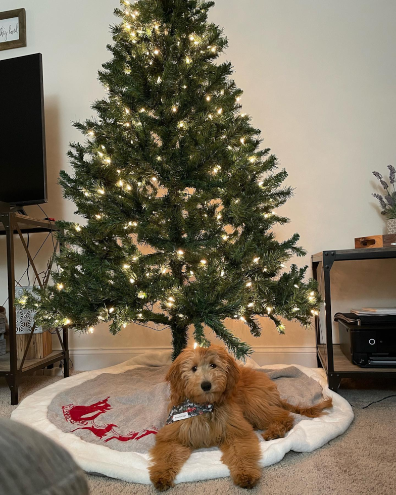 Mini Goldendoodle Being Cute