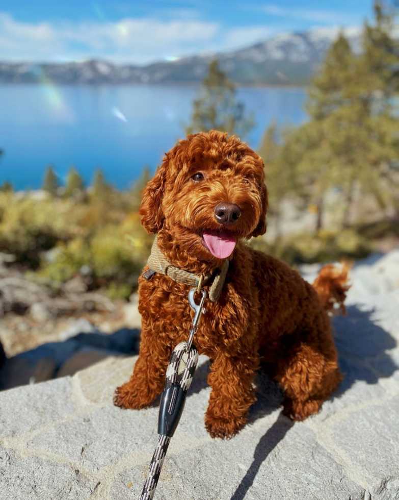 Little Golden Retriever Poodle Mix Pup