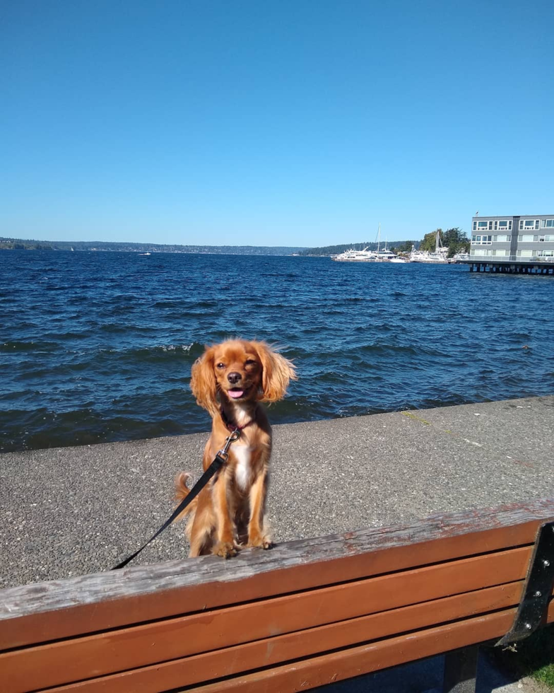 Akc Registered Cavalier King Charles Spaniel Pup