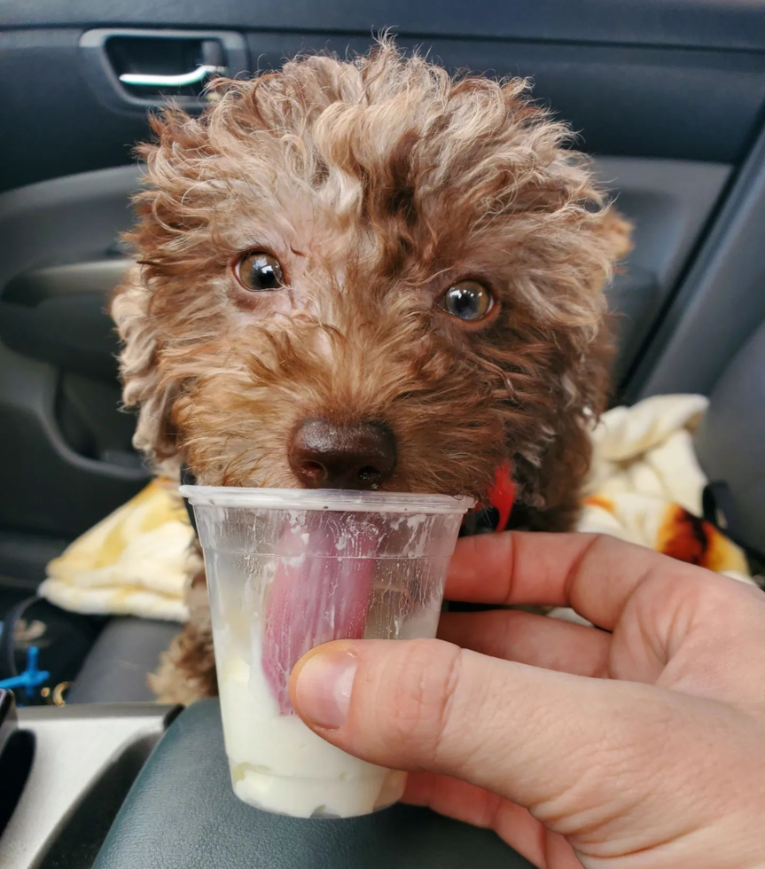 Mini Labradoodle Being Cute