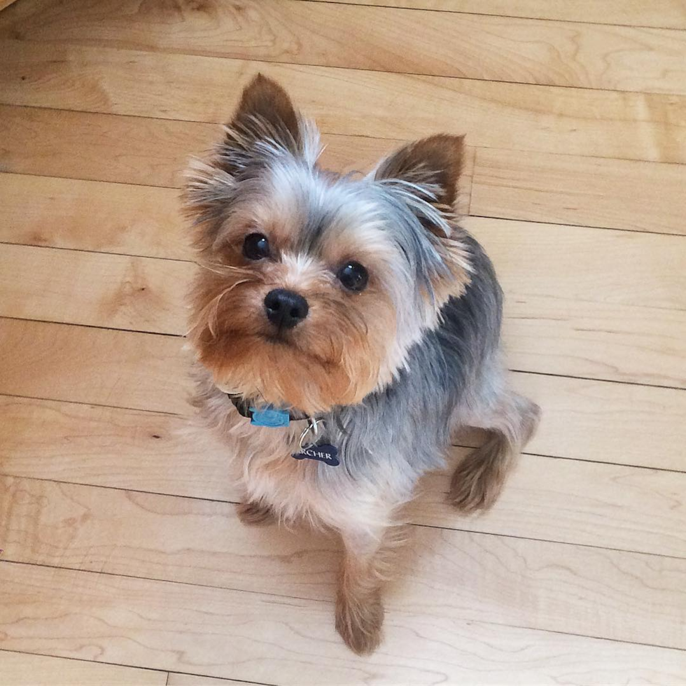 Ann Arbor Yorkshire Terrier Pup