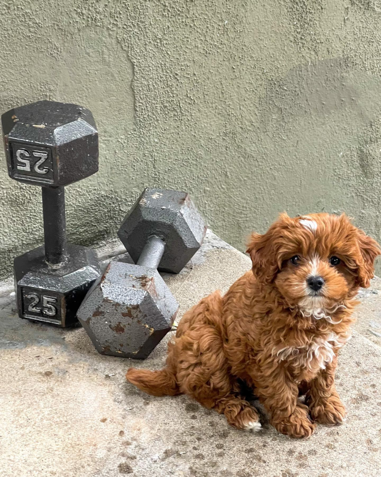 Small Cavapoo Pup