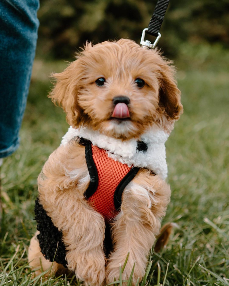 Happy Cavapoo Pup in Fishers IN