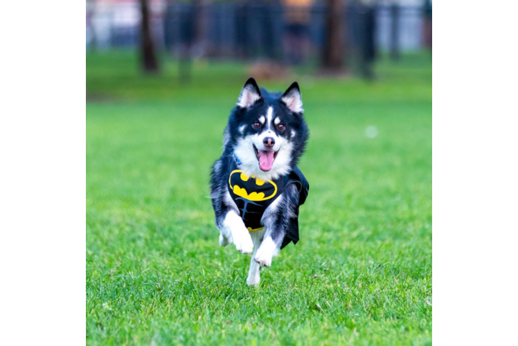 Smart Pomsky Designer Pup