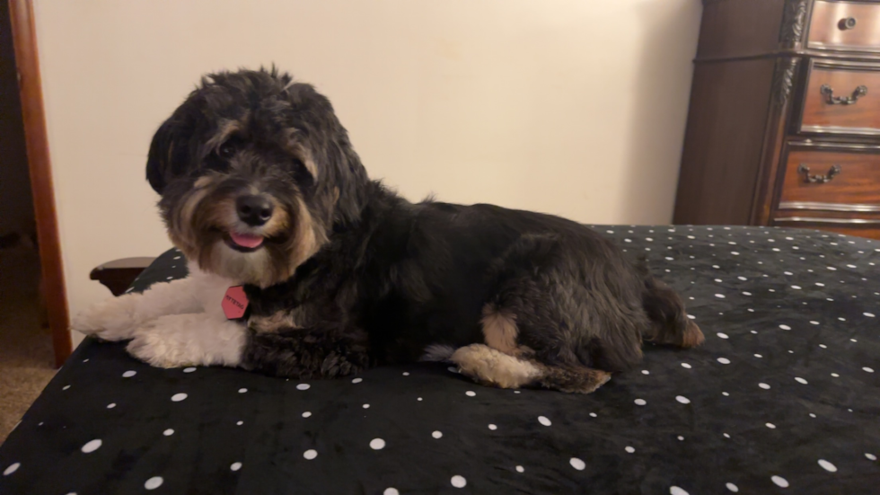 Happy Mini Aussiedoodle Pup