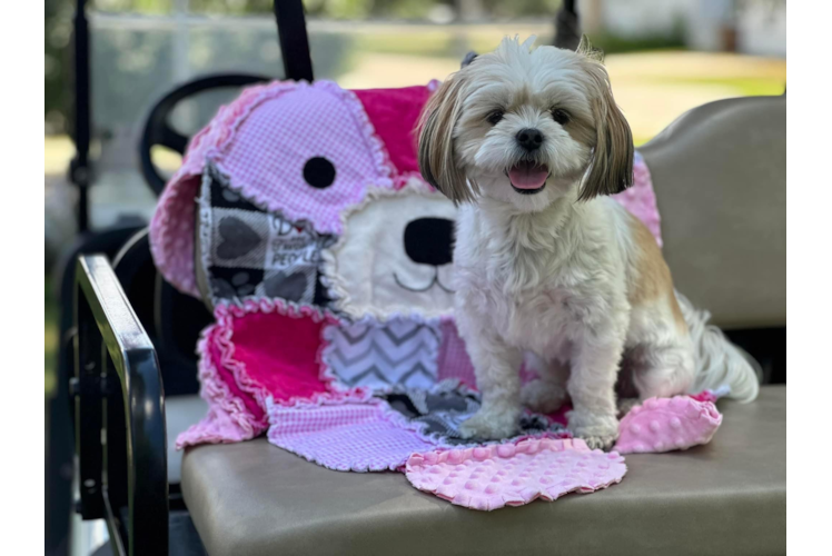 Energetic Shichon Designer Puppy