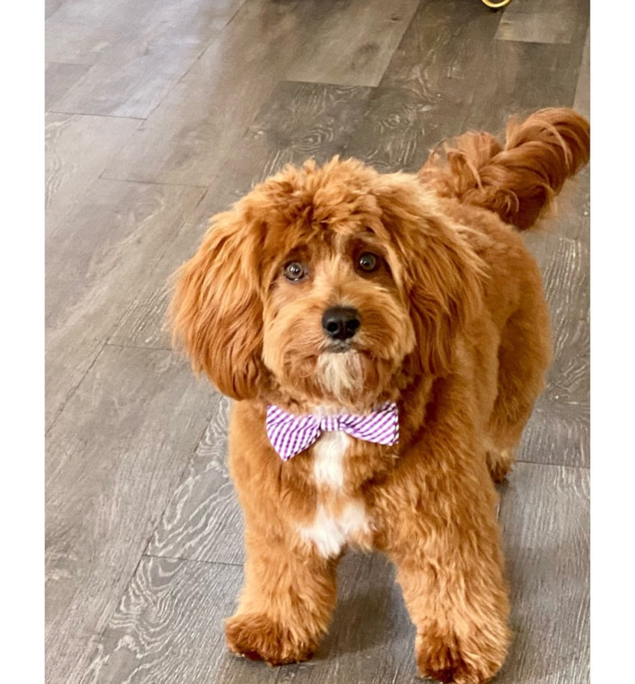 Happy Cavapoo Pup