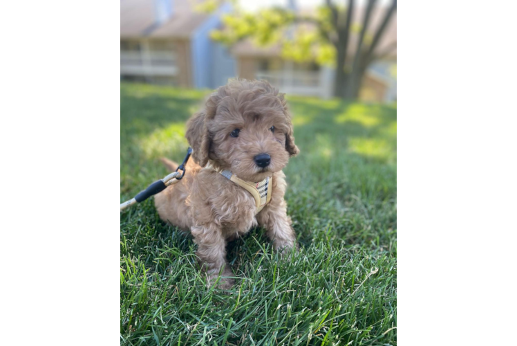 Cavapoo Puppy for Adoption