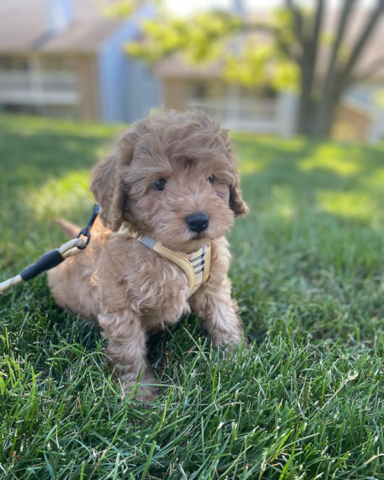 Popular Cavapoo Poodle Mix Pup