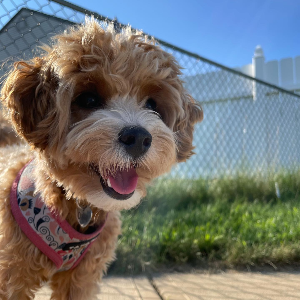 Hypoallergenic Maltepoo Poodle Mix Pup