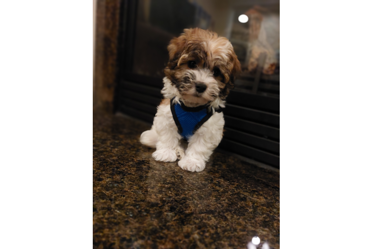 Best Havanese Baby