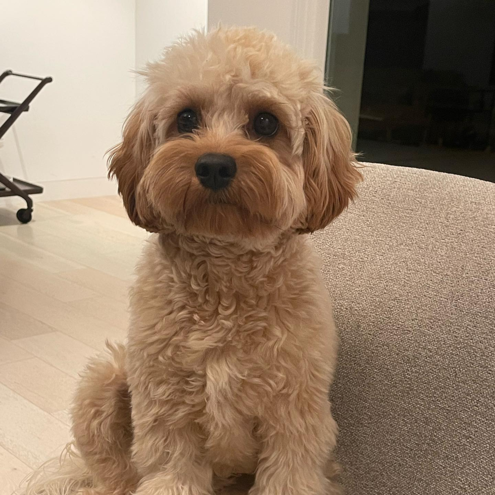 Cavapoo Being Cute