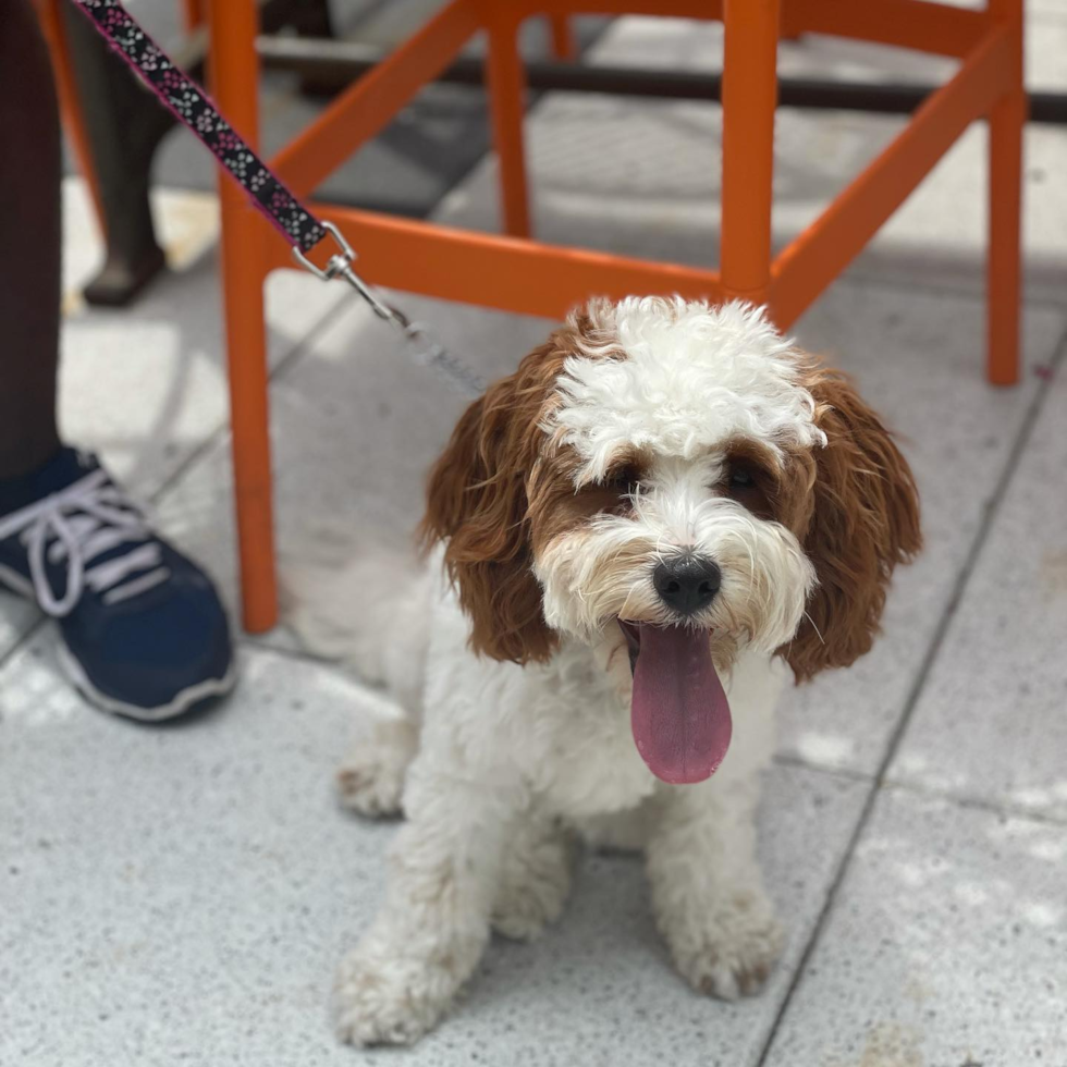 Friendly Cavapoo Pup