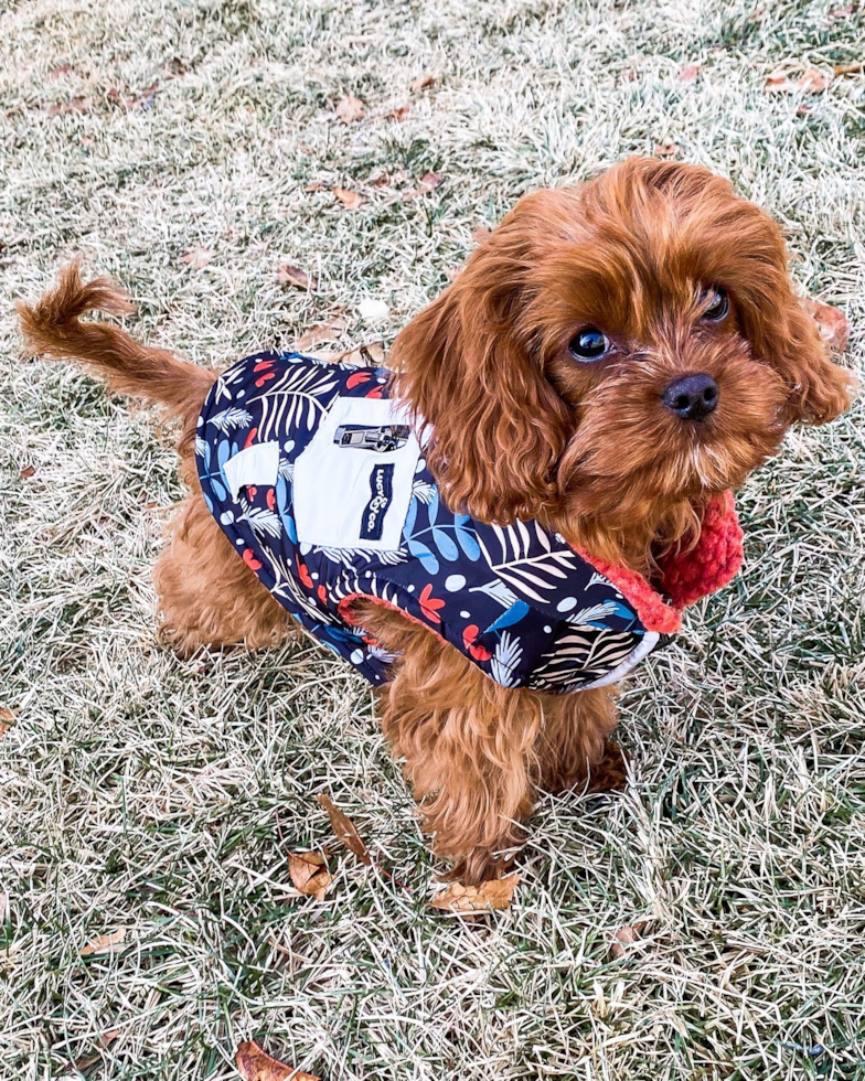 Energetic Cavoodle Poodle Mix Pup