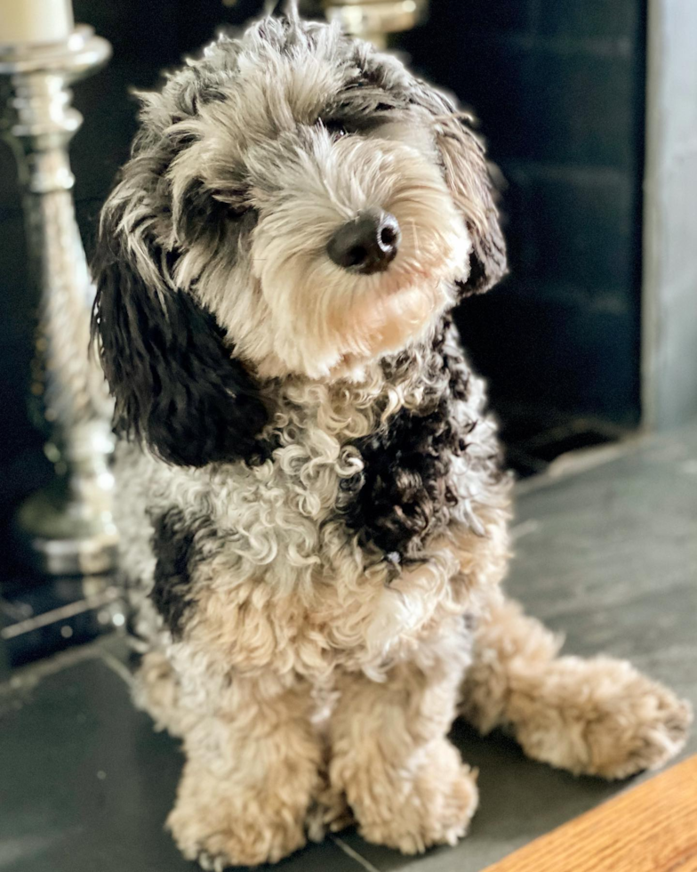 Louisville Mini Sheepadoodle Pup