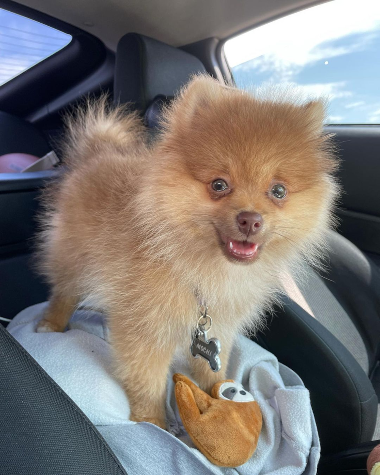 Petite Pomeranian Pup in Daly City CA