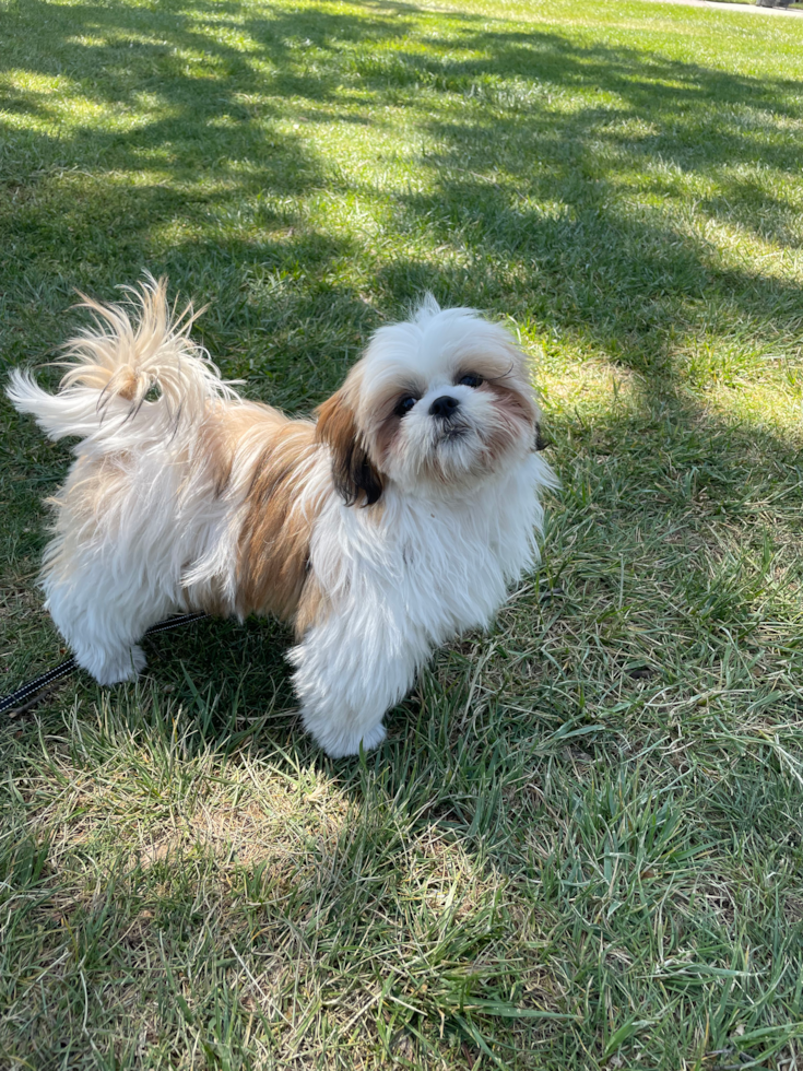 Hypoallergenic Shih Tzu Pup