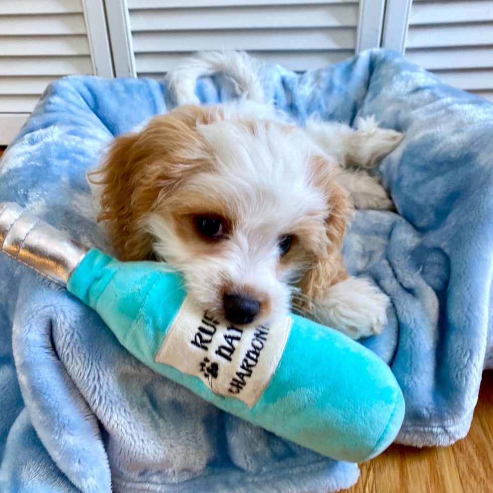 Sweet Cavachon Pup in Boston MA