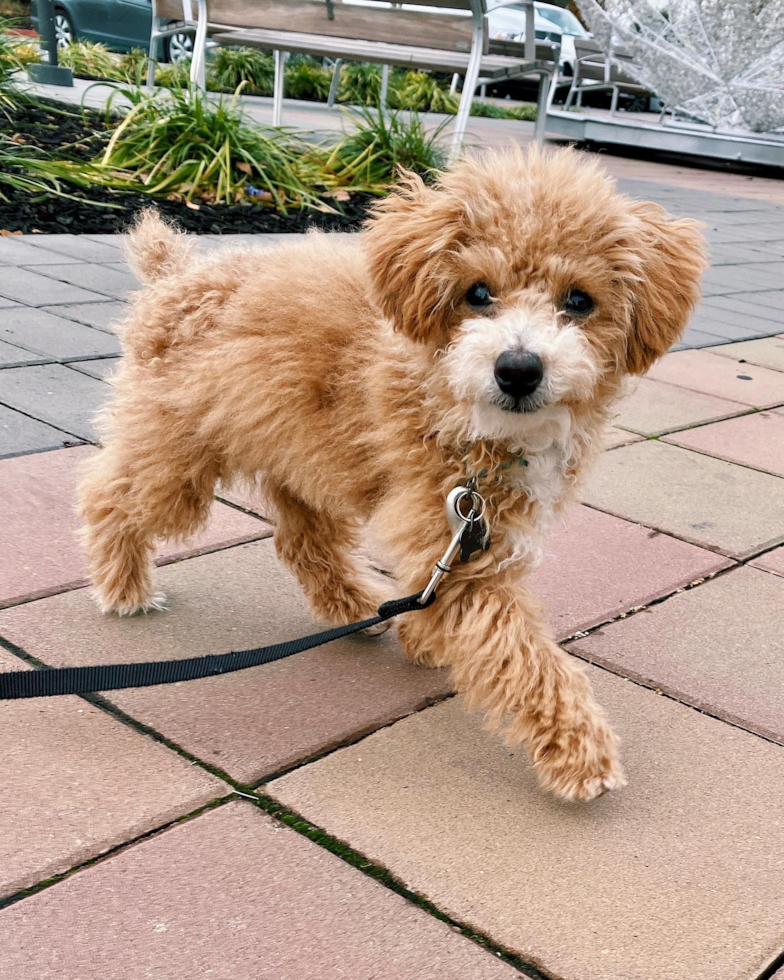 Small Poochon Pup