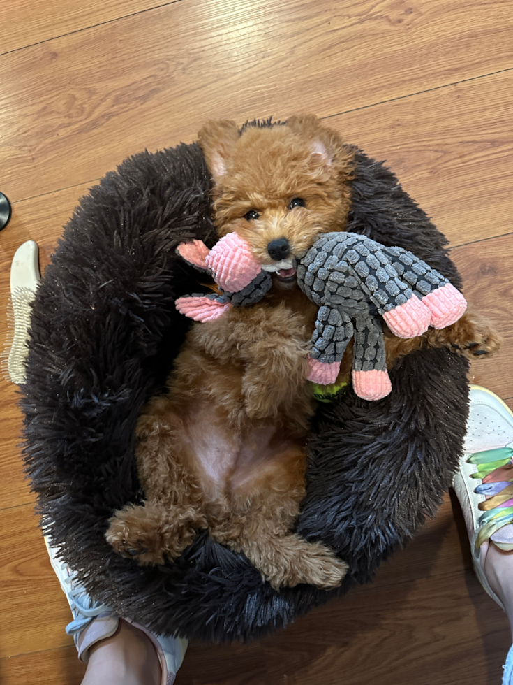 Funny Poodle Pup