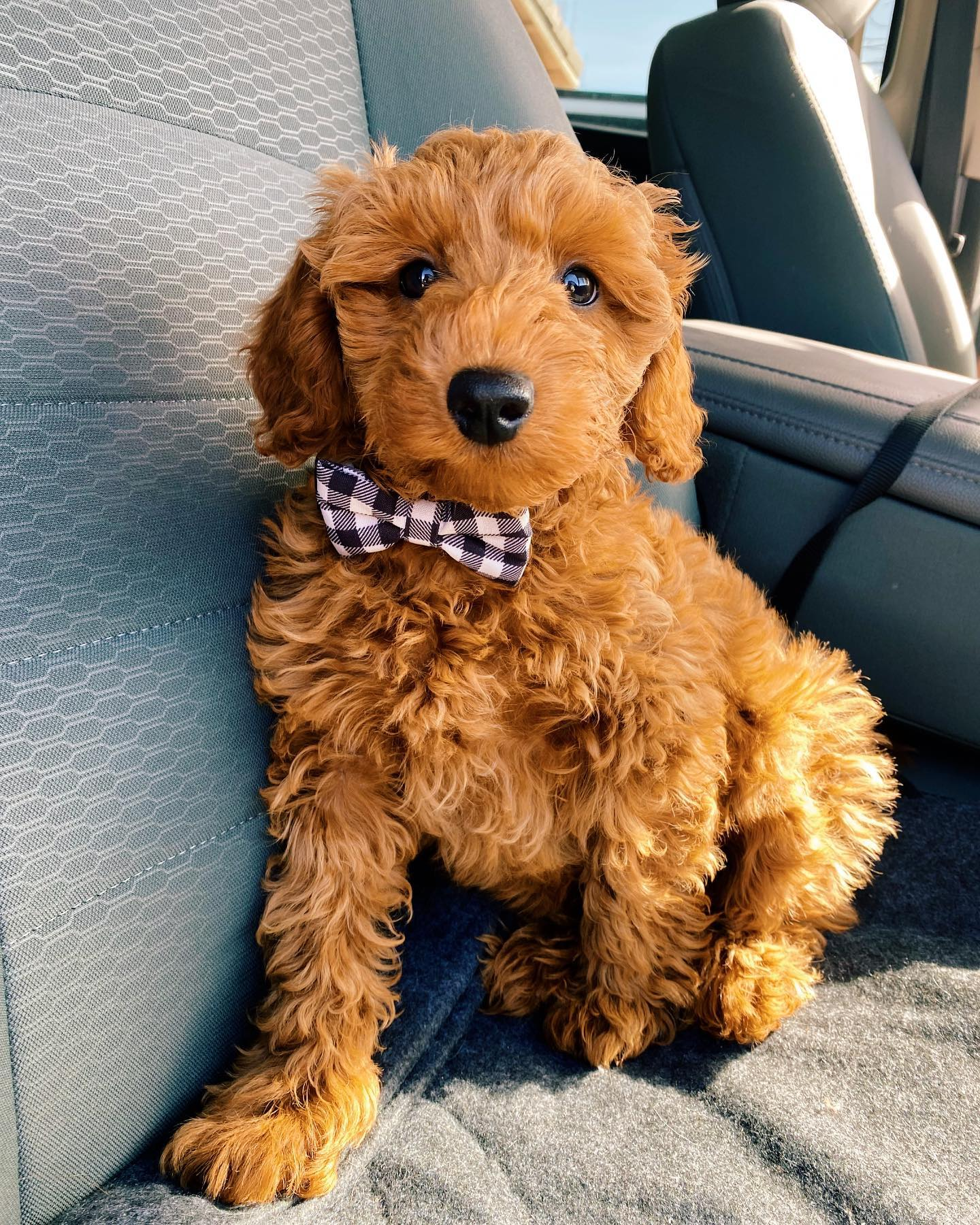 Little Golden Retriever Poodle Mix Puppy
