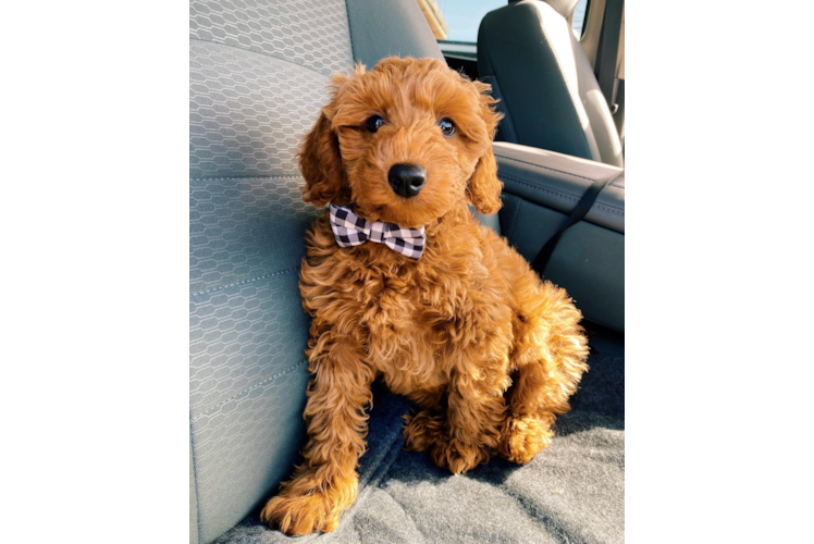 Little Golden Retriever Poodle Mix Puppy