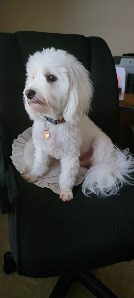 Havanese Pup