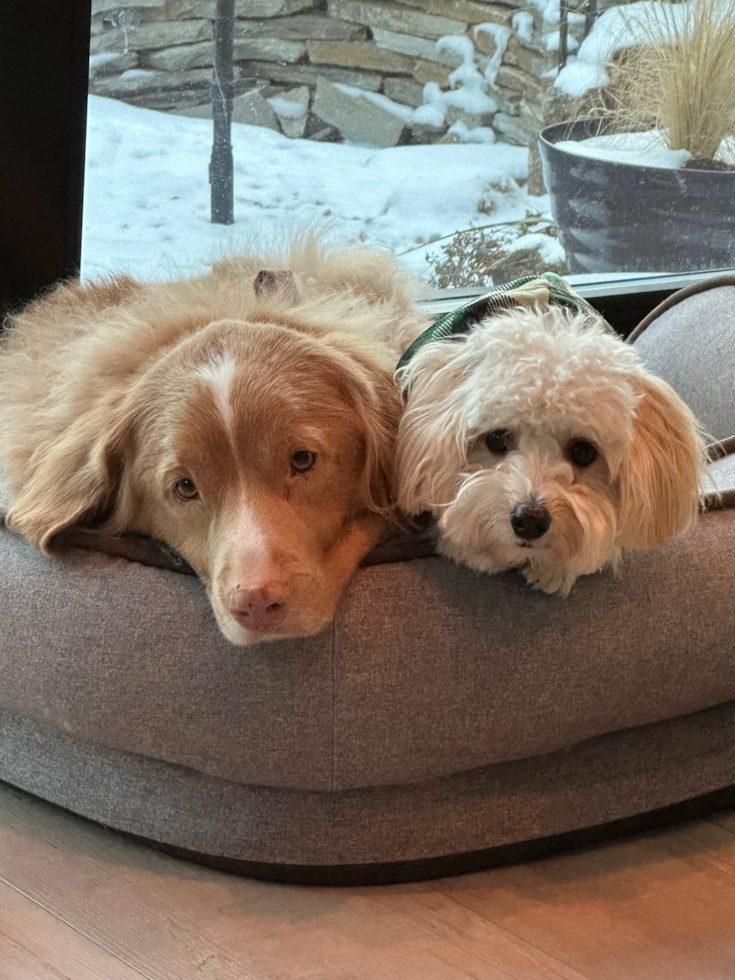 Maltipoo Being Cute