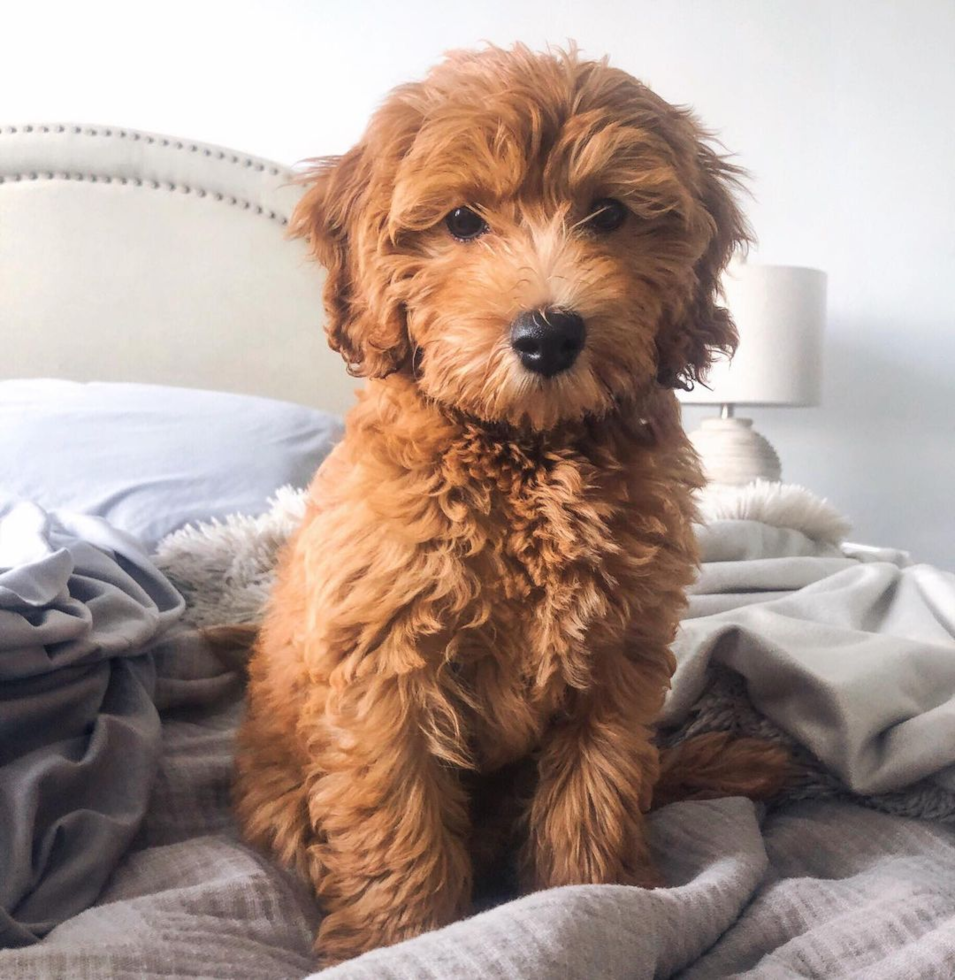 Miami Beach Mini Goldendoodle Pup