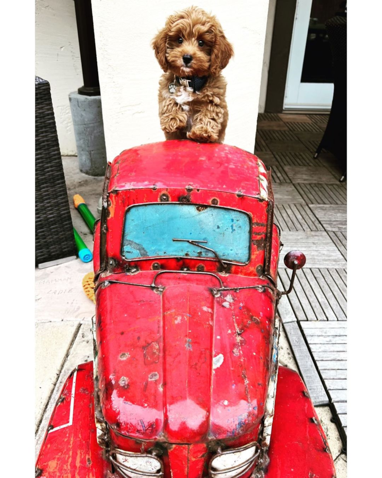 San Diego Cavapoo Pup