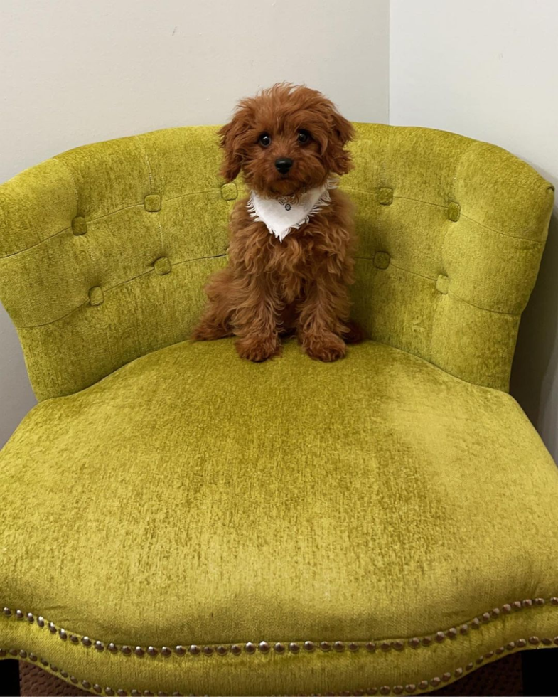 Coolville Cavapoo Pup