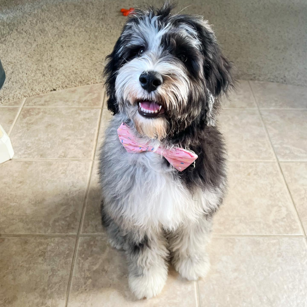 Adorable Portuguese Water Dog Poodle Mix Pup